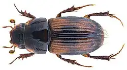 Aganocrossus amoenus