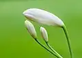 Flower buds of a Agapanthus praecox Snow White. A pure white dwarf, 45&nbsp;cm.
