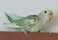 Aqua harlequin
