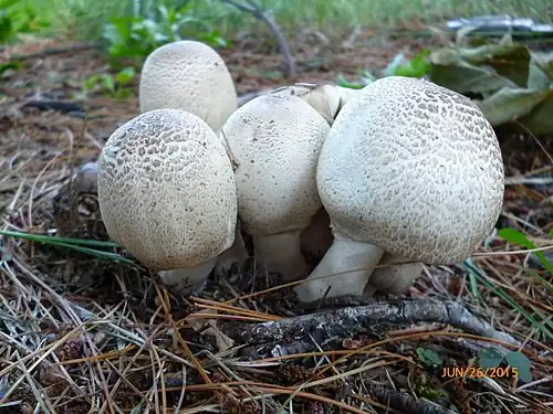 Agaricus approximans Peck 1909