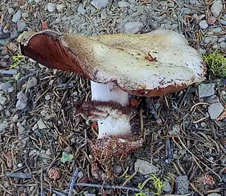 Agaricus moronii Kerrigan 2016