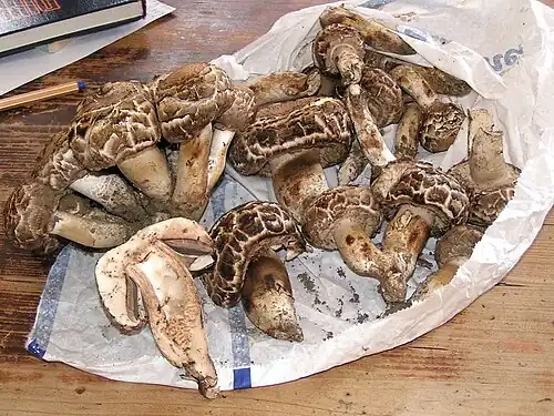 Agaricus vaporarius (Pers. 1801) J.Otto 1816