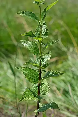 Leaves
