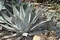 Agave parryi var. huachucensis
