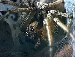 A. orientalis, female