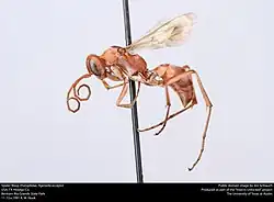A. accepta (female)