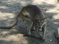 Agile Wallaby in the Surabaya Zoo