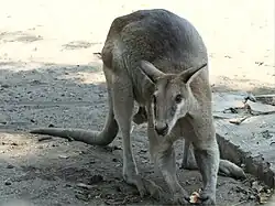 Agile Wallaby in the Surabaya Zoo