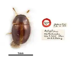 Specimen