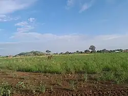 Agricultural area in Al Qadarif