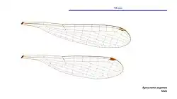 Male wings