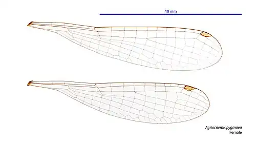Female wings