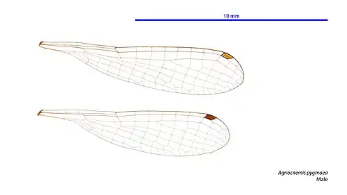 Male wings