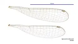 Female wings