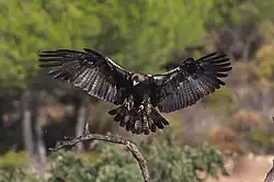 A Spanish imperial eagle flying down to its perch