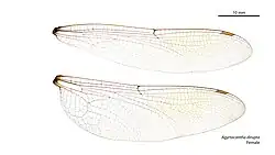 Female wings