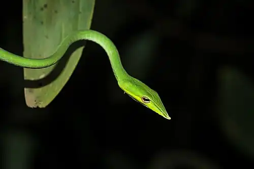 Lateral view