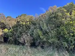 Low forest on a roadside ridge on a sunny day
