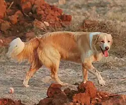 Aidi image