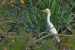 Western cattle egret, Italy