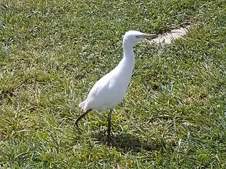 Juvenile in Italy; when newly fledged, it has a black bill, but this soon turns yellow from the base