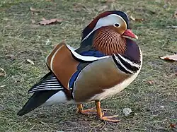 Mandarin Drake at Łazienki Park, Poland