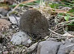 Brown mouse