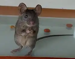 Brown mouse