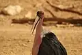 Marabou stork