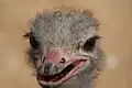 Ostrich