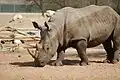 White rhinoceros