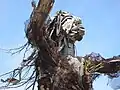 Sculpture using found materials at Albany Bulb