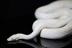 Albino Olive Python (Liasis olivaceus)
