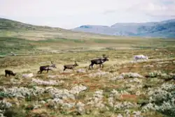 Rangifer tarandus