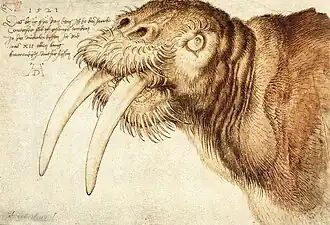 Albrecht Dürer – Drawing of a walrus, 1521