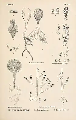 Other genera