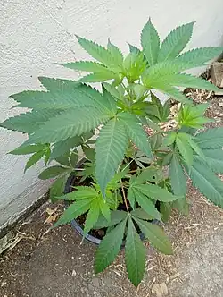 A young female Acapulco Gold plant (Mexican x Nepalese). Seed grown plant from seeds obtained from a cannabis seed bank.[46]