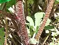 Stem with coarser hairs