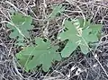 Leaf with broader lobes (lowest leaves may be very shallow-lobed)