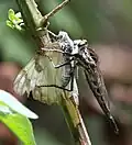 Female with butterfly prey