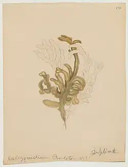 Watercolor of alcyonidium