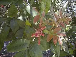 Leaves and flowers