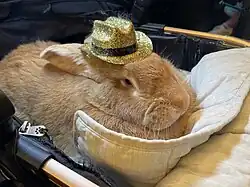 An orange Flemish rabbit in stroller wearing a gold, glittery, cowboy hat.