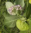 Calotropis procera