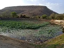 A human-made pond, with vegetation