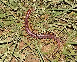 A reddish centipede with yellow legs and long anal legs on grass