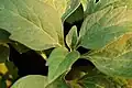 Closeup of the leaves