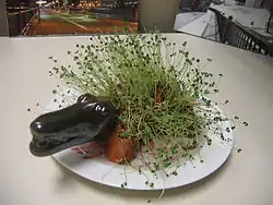 Chia pet alligator