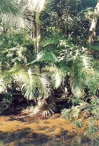 Alligator Creek