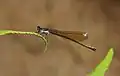 Female goldtail near Impendle, KwaZulu-Natal